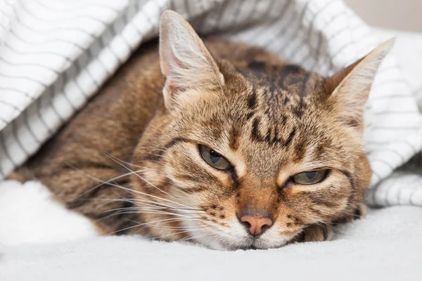 Bored young tabby mixed breed cat under light gray plaid in contemporary bedroom. Pet warms under a blanket in cold winter weather. Pets friendly and care concept.