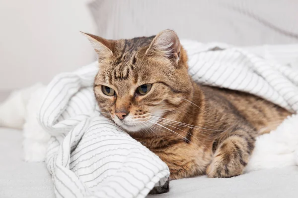 Sıkıcı genç tekir kedisi modern yatak odasında açık gri ekose altında. Soğuk kış havasında evcil hayvanlar battaniyenin altında ısınır. Evcil hayvanlar ve bakım konsepti.