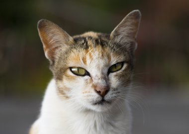 Bilge gözlü beyaz kedi 