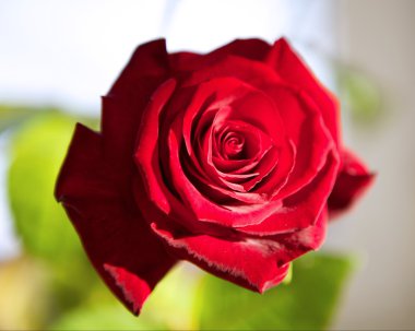 kırmızı gül izole