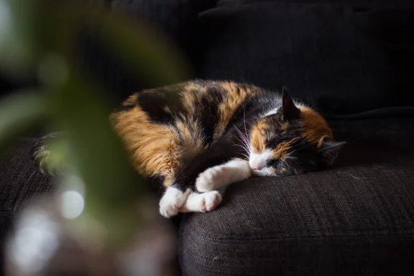 Home cats sleeping — Stock Photo, Image