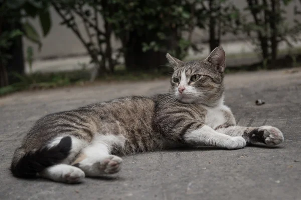 Кошка, лежащая на заднем дворе — стоковое фото