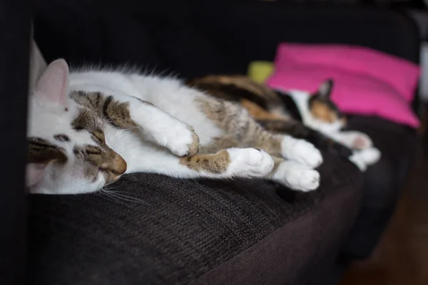 Home cats sleeping — Stock Photo, Image