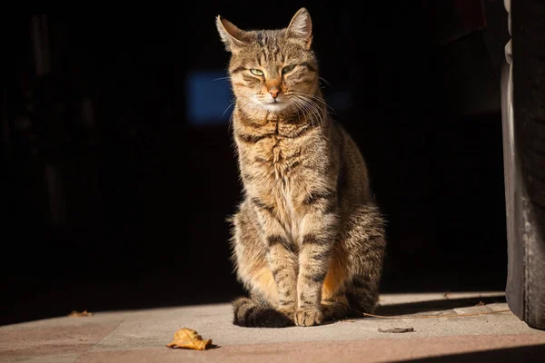 Vicolo gatto gode il sole — Foto Stock