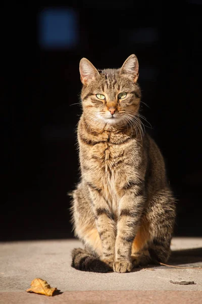 Vicolo gatto gode il sole — Foto Stock