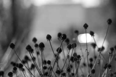 Bahçede sonbahar çiçekleri