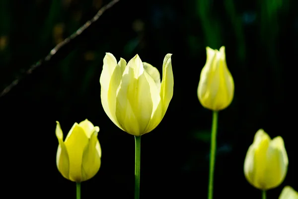 Tulipanes amarillos por la mañana — Foto de Stock