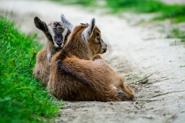 Çimenlerin üzerinde uyuyan bebek keçi