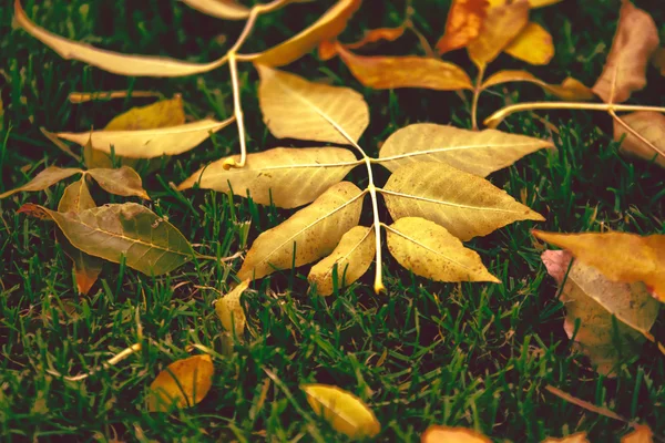 Llegó el otoño. — Foto de Stock