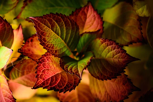 Plante à feuilles rouges et vertes — Photo