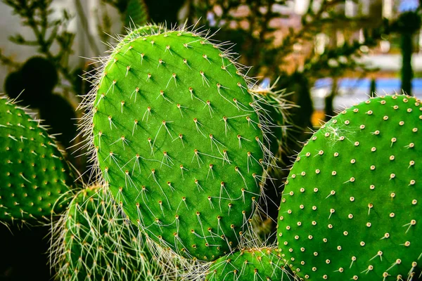 Cactus plant on santy soil