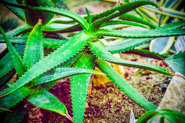 Alove vera rostlina na písčité půdě — Stock fotografie