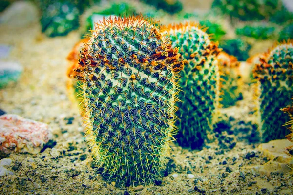 Kaktus rostlin na půdě santy — Stock fotografie
