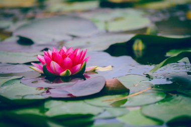 Nilüfer su yüzeyinde