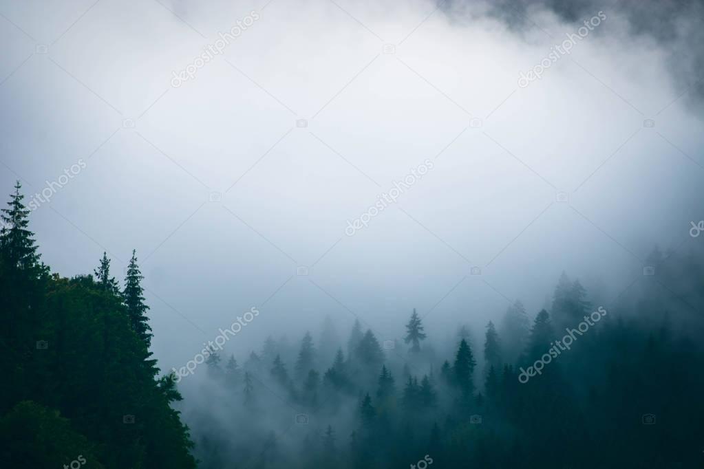 Foggy morning in the mountains