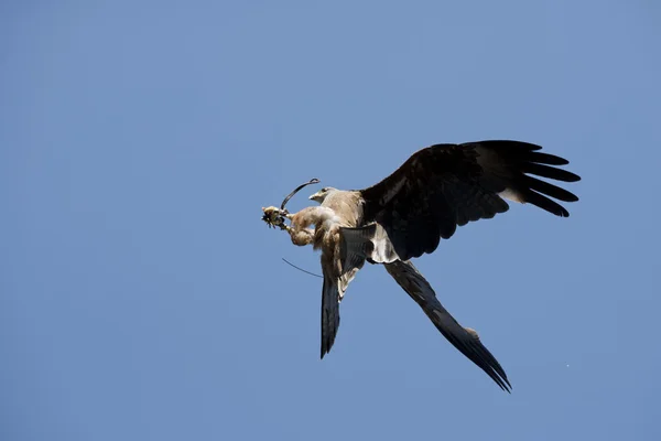 Oiseaux de proie — Photo