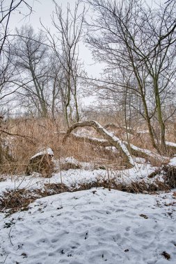 Karlı kış manzarası
