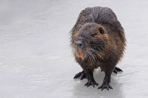 Coypu on ice — Stock Photo, Image