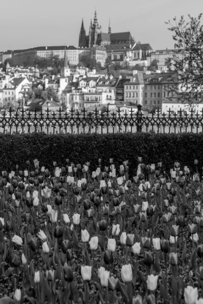 Praga Capital Maior Cidade República Checa Décima Quarta Maior Cidade — Fotografia de Stock