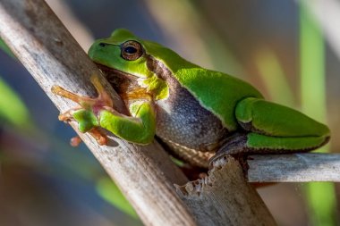 Avrupa ağaç kurbağası küçük bir ağaç kurbağasıdır. Geleneksel olarak tanımlandığı gibi, Avrupa, Asya ve Kuzey Afrika 'nın çoğunda bulunmuştur, ancak moleküler genetik ve diğer verilere dayanarak, daha önce eklenen bazı popülasyonlar artık s olarak kabul edilmektedir.