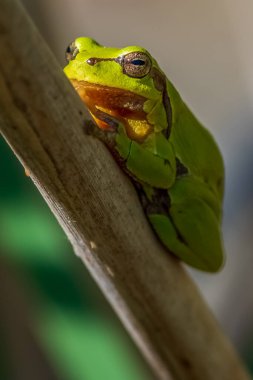 Avrupa ağaç kurbağası küçük bir ağaç kurbağasıdır. Geleneksel olarak tanımlandığı gibi, Avrupa, Asya ve Kuzey Afrika 'nın çoğunda bulunmuştur, ancak moleküler genetik ve diğer verilere dayanarak, daha önce eklenen bazı popülasyonlar artık s olarak kabul edilmektedir.