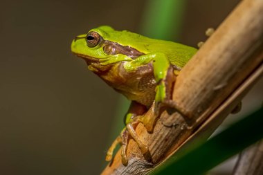 Avrupa ağaç kurbağası küçük bir ağaç kurbağasıdır. Geleneksel olarak tanımlandığı gibi, Avrupa, Asya ve Kuzey Afrika 'nın çoğunda bulunmuştur, ancak moleküler genetik ve diğer verilere dayanarak, daha önce eklenen bazı popülasyonlar artık s olarak kabul edilmektedir.