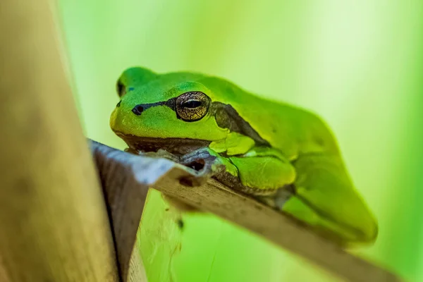 산개구리 European Tree Frog 개구리이다 전통적으로 정의된 아시아 북아프리카의 지역에서 — 스톡 사진