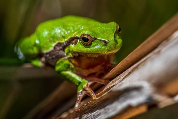 Europese Boomkikker Een Kleine Boomkikker Zoals Van Oudsher Gedefinieerd Werd — Stockfoto