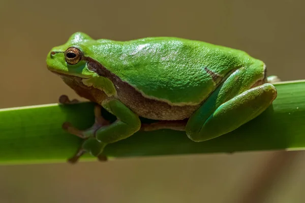 산개구리 European Tree Frog 개구리이다 전통적으로 정의된 아시아 북아프리카의 지역에서 — 스톡 사진
