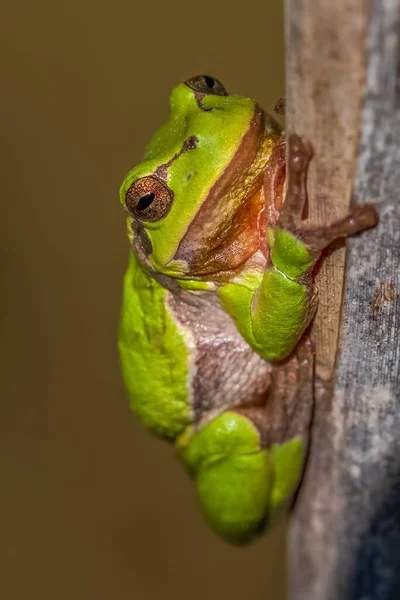 산개구리 European Tree Frog 개구리이다 전통적으로 정의된 아시아 북아프리카의 지역에서 — 스톡 사진