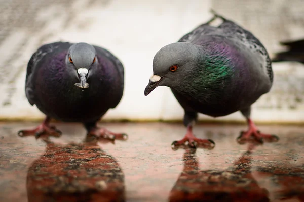 Zwei Tauben und ein Samen — Stockfoto