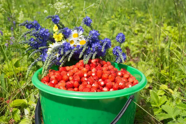 Cubo de fresas silvestres — Foto de Stock