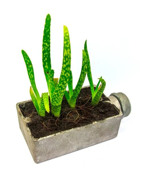 Aloe vera küçük bitki pot çiçek — Stok fotoğraf
