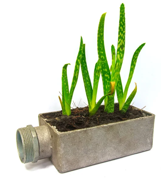 Aloe vera liten plante i gryteblomst – stockfoto