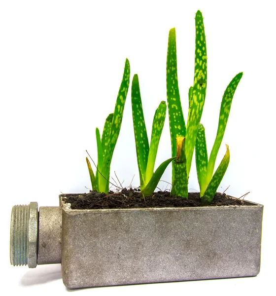 Aloe vera pequena planta em vaso flor — Fotografia de Stock