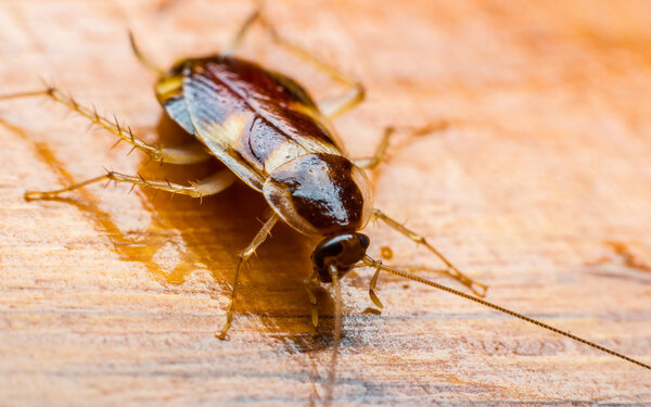 cockroach on the wooden 