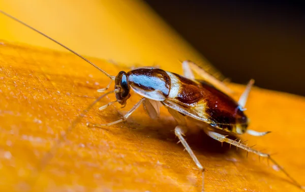 Cucaracha en la madera — Foto de Stock