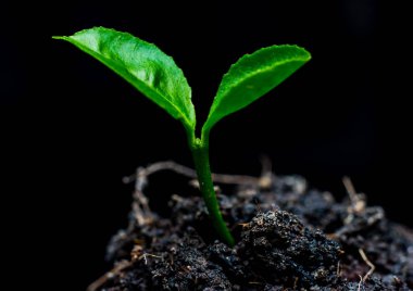 Küçük yeşil bitki 