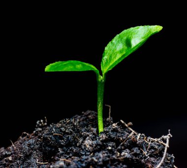 Küçük yeşil bitki 