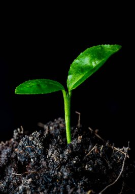 Küçük yeşil bitki 