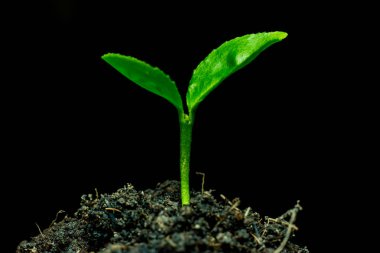 Küçük yeşil bitki 