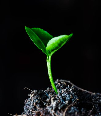 Küçük yeşil bitki 