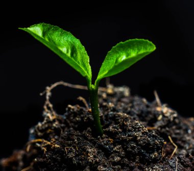 Küçük yeşil bitki 