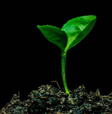 Küçük yeşil bitki