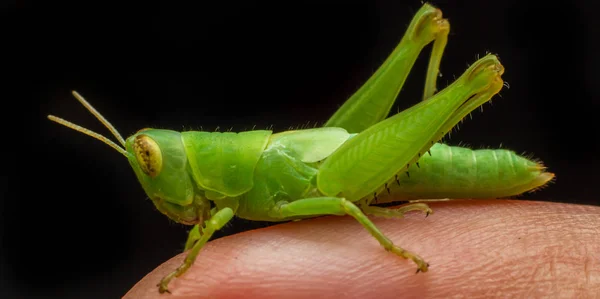 손가락에 녹색 메뚜기 — 스톡 사진
