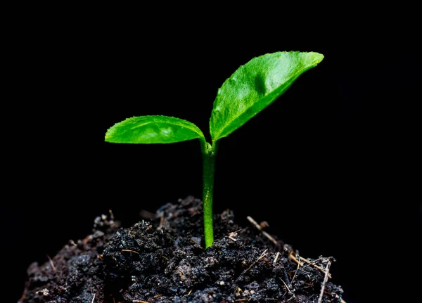 Kleine groene plant — Stockfoto