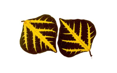 Kahverengi yaprak güzel.