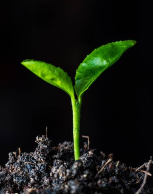 ağaç küçük bitki,