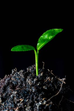 ağaç küçük bitki,