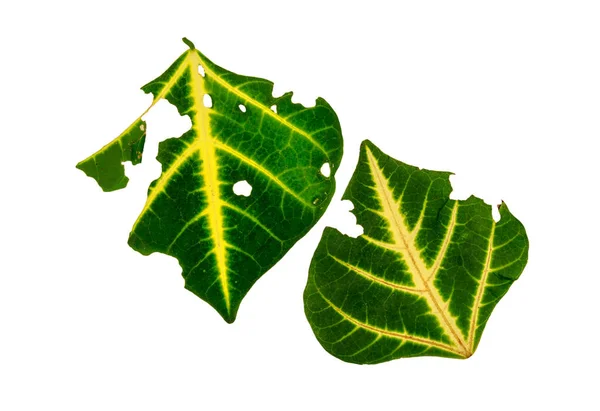 Het groene blad. rijggat opgegeten door ongedierte — Stockfoto
